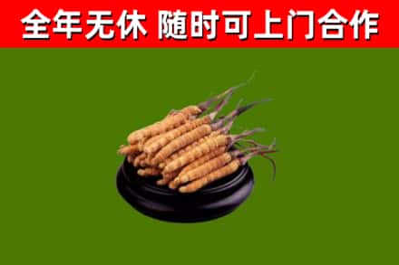 胶州烟酒回收冬虫夏草.jpg