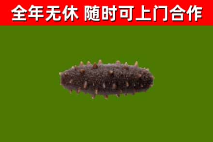 胶州烟酒回收干海参.jpg
